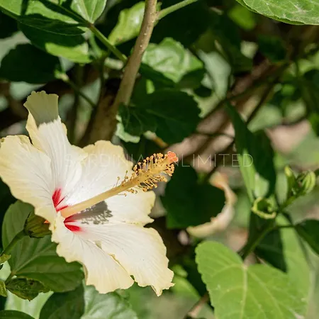 Saila * Capo Coda Cavallo