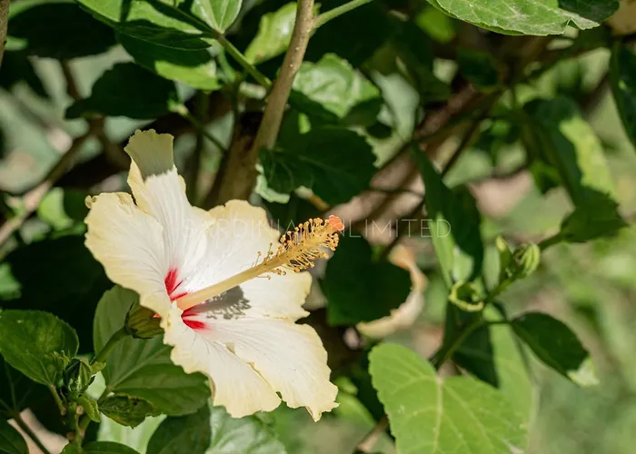 Saila * Capo Coda Cavallo